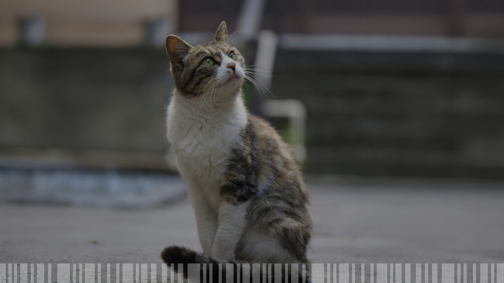 campagna-marro-meow-cosa-insegna-al-marketing